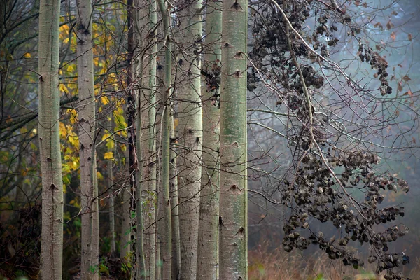 Espenbäume im Herbst — Stockfoto