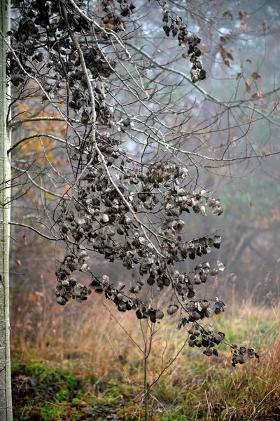 Getrocknete Espenblätter — Stockfoto