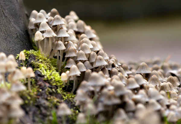 Куча грибов — стоковое фото
