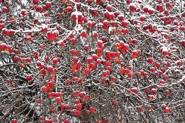 Maçãs vermelhas no inverno — Fotografia de Stock