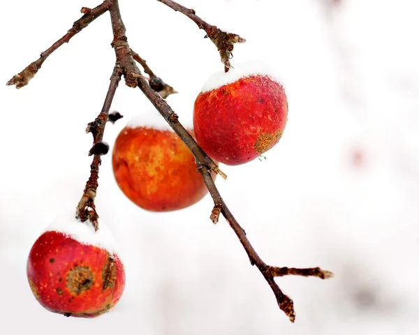 Tres manzanas rojas — Foto de Stock