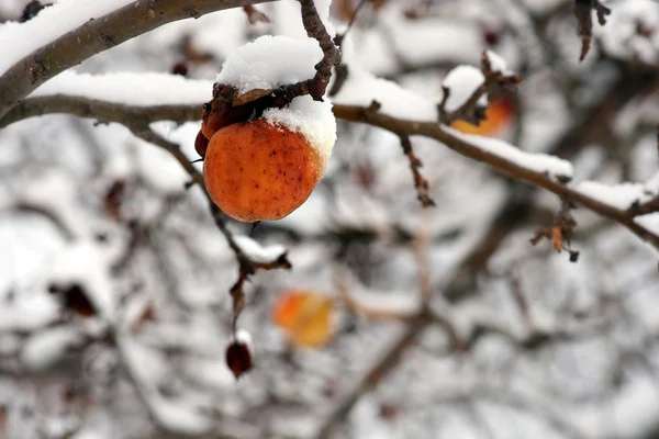 Winterapfel im Baum — Stockfoto