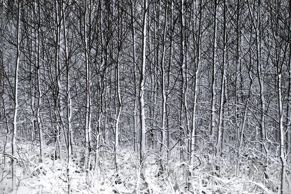 Forêt dans la neige — Photo