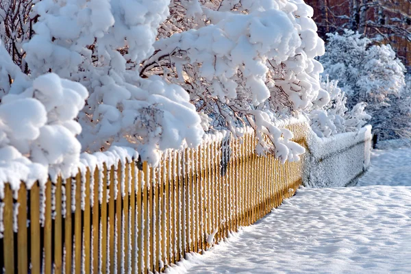 Wooden fence and scrubs in winter — Stock Photo, Image