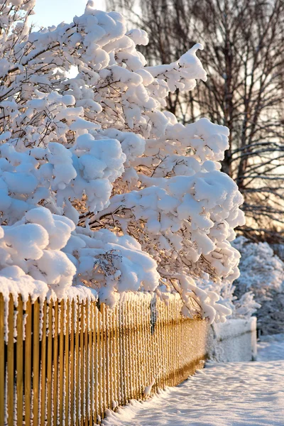 Clôture et gommages en bois en hiver — Photo