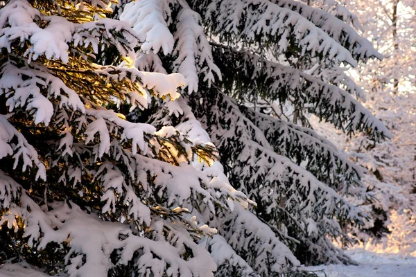 Δέντρα στο χιόνι — Φωτογραφία Αρχείου