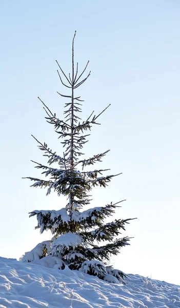 Christmas tree in nature — Stock Photo, Image