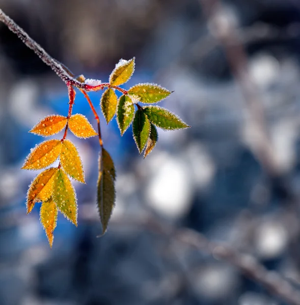 Blad met ijskristallen — Stockfoto