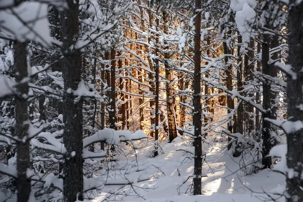 Kiefern im Winter — Stockfoto