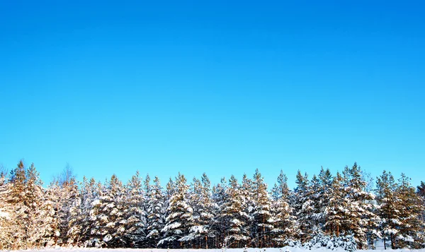 Kleine vuren bomen in de winter — Stockfoto