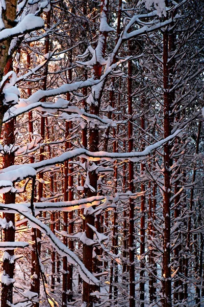 Winter dennenbos bij zonsondergang — Stockfoto