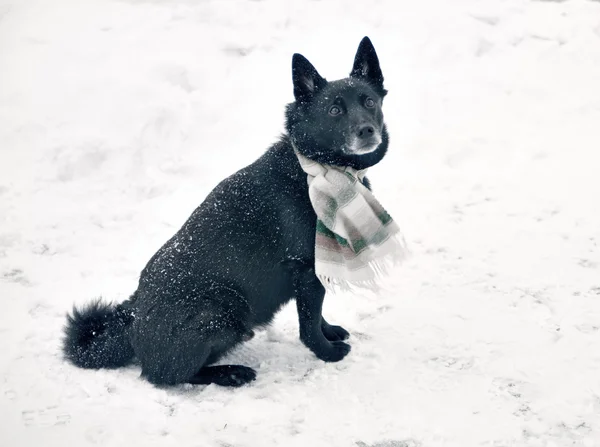 Perro negro en la nieve —  Fotos de Stock