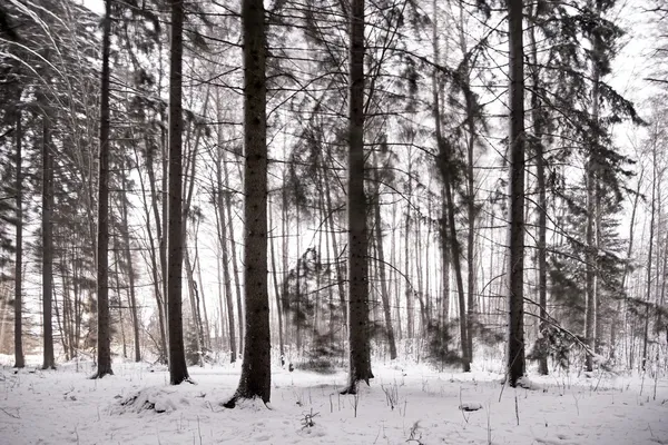 Bosque en el día de invierno ventoso — Foto de Stock