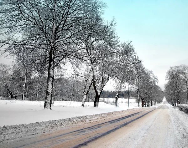 Avenue i vinter — Stockfoto