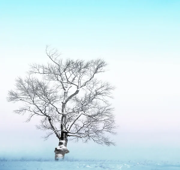 Kale boom met sneeuw — Stockfoto