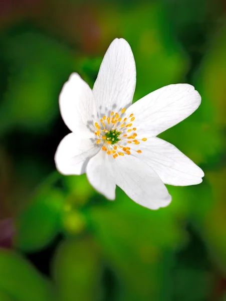 Windblume — Stockfoto