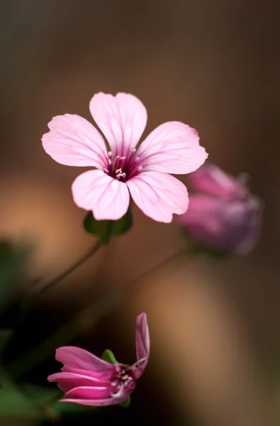 Små berautiful rosa blomma — Stockfoto