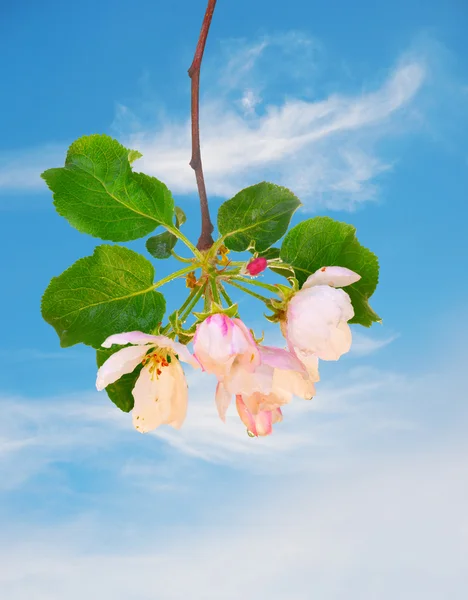 Kirschblüten — Stockfoto