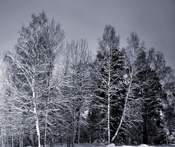 Ağaçların kış gecesi — Stok fotoğraf