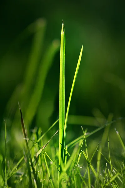 Groen gras in zon — Stockfoto