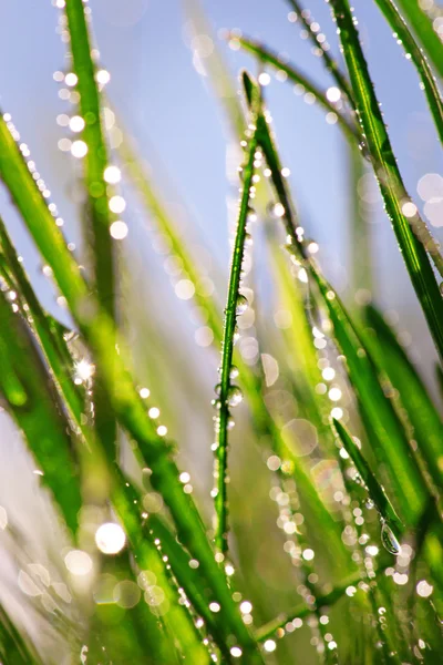 Herbe avec gouttes de pluie — Photo