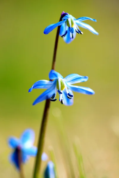 Scilla-Blüte im Frühling — Stockfoto