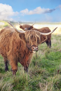 Grazing scottish highland cow
