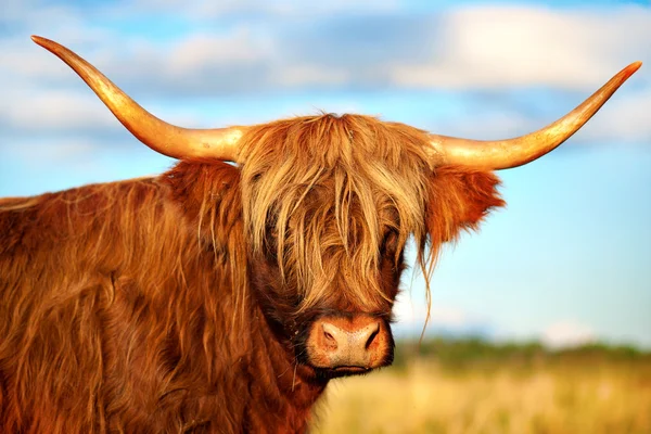 Vache écossaise des Highlands — Photo