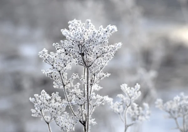 Rimefrost で覆われている植物 — ストック写真