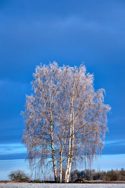 白桦树与霜 fros — 图库照片