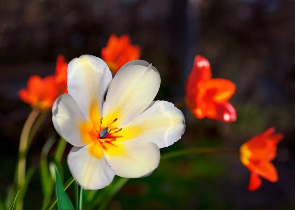 Gul och vit tulip — Stockfoto