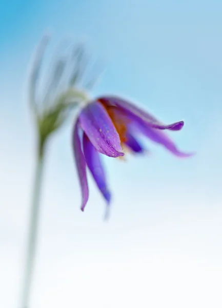 オキナグサ花 — ストック写真