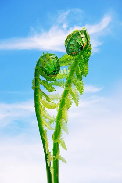 Two young fern leaves — Stock Photo, Image