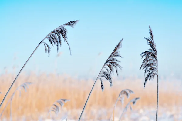 Juncos no inverno — Fotografia de Stock