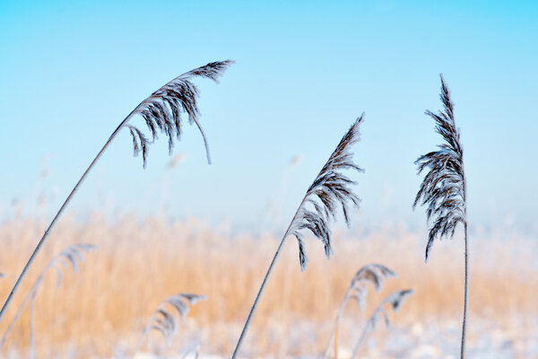 Reeds in winter