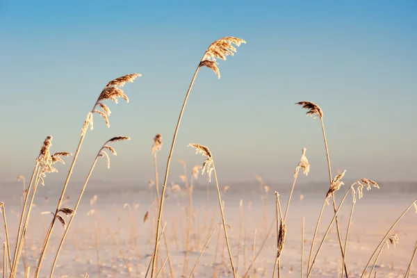 Cañas en invierno —  Fotos de Stock