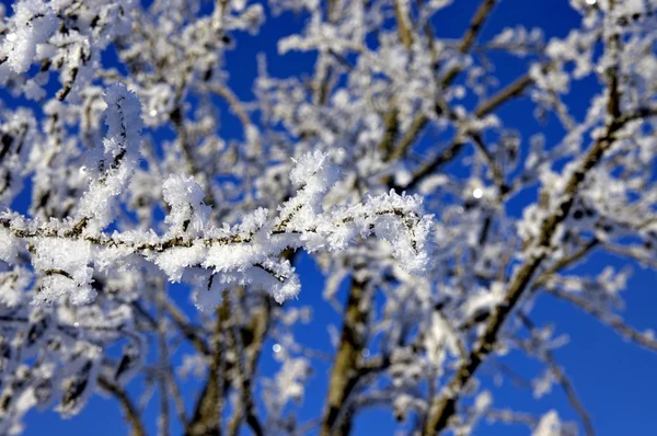 Branch with rime frost — Stock Photo, Image