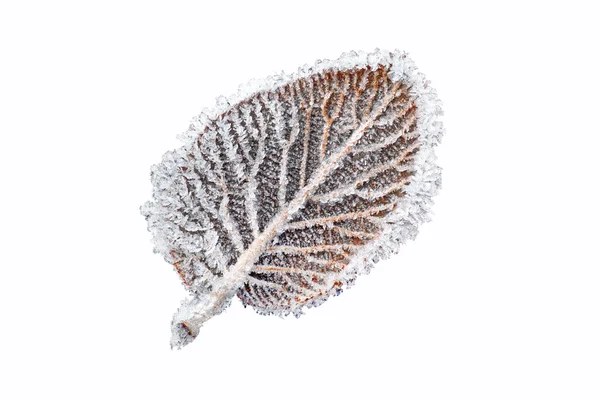 얼음 결정이 달린 잎 — 스톡 사진