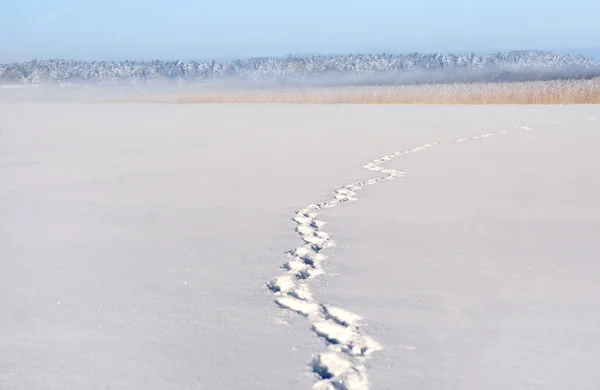 Foootsteps op meer in de winter — Stockfoto