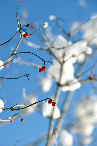 Bagas vermelhas no inverno — Fotografia de Stock