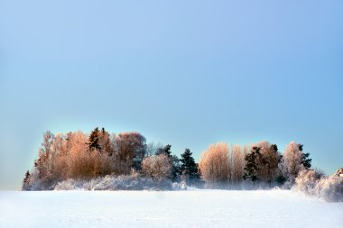 ağaçları kış akşamları alanındaki