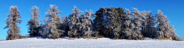 Träd med rimfrost frost — Stockfoto