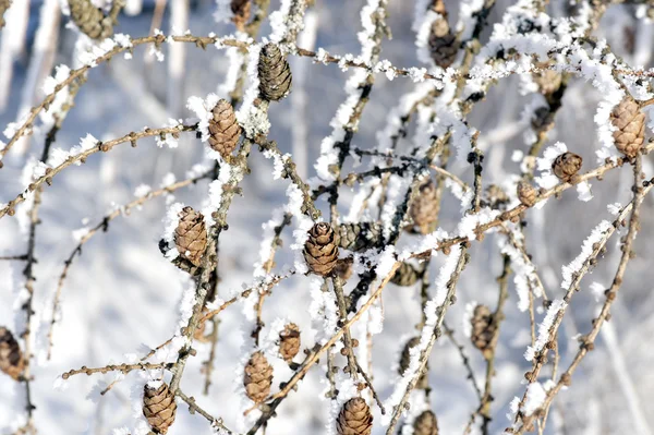 Koniler ile kar kristalleri — Stok fotoğraf