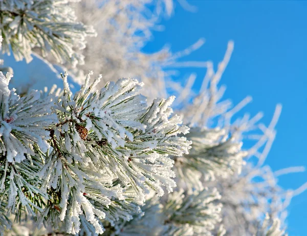 Pine needles with snow crystals — Stock Photo, Image