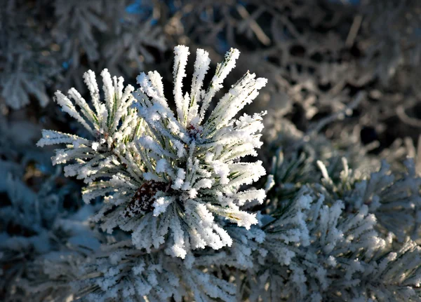 Agulhas de pinheiro com cristais de neve — Fotografia de Stock