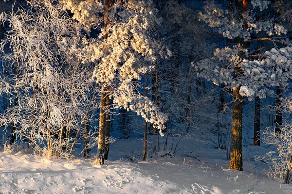 Träd med rimfrost frost — Stockfoto