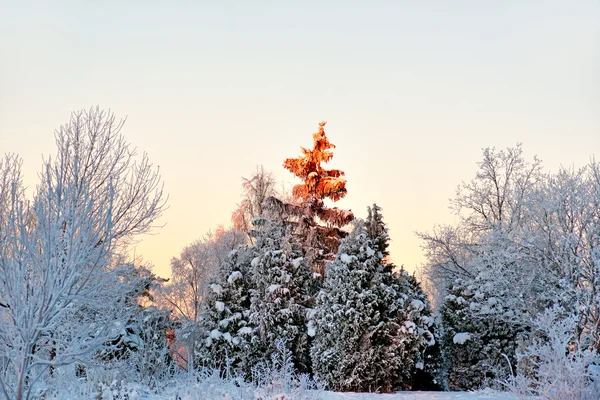 Spruce tree in winter landscape