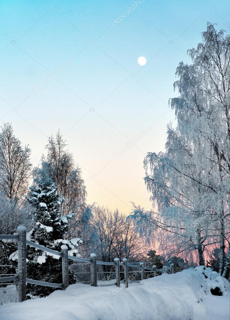 Winter landscape with birch tree