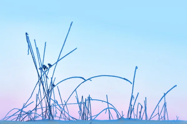 Frozen grass on pink sky — Stock Photo, Image