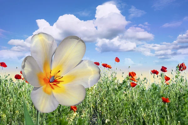 Witte en gele tulp — Stockfoto